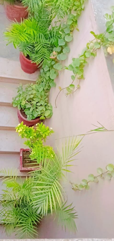 plants