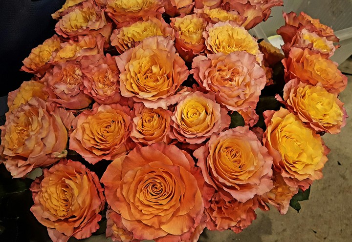 Orange Flowers