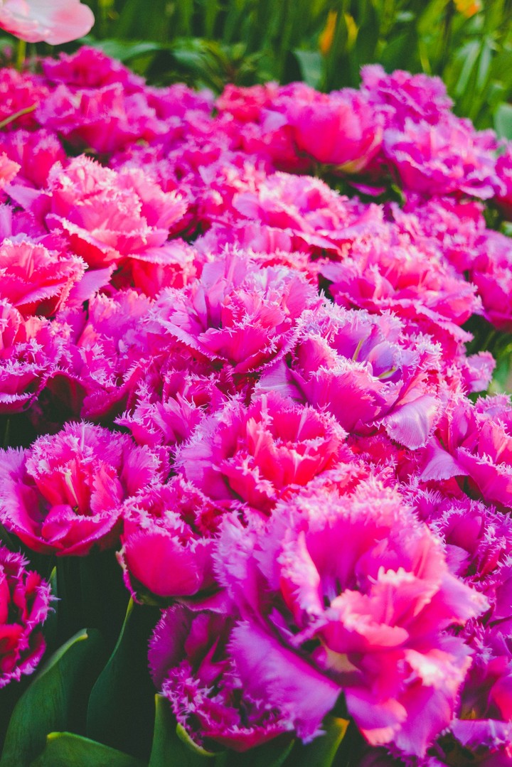 tulip