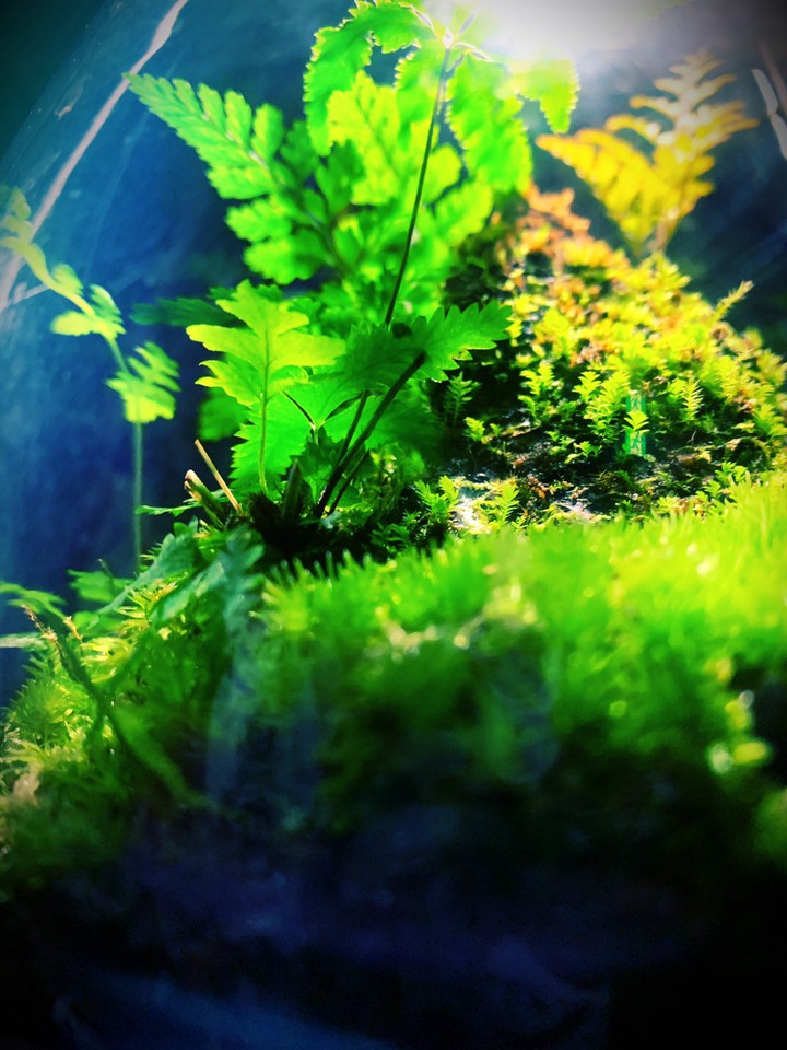 Green grass
