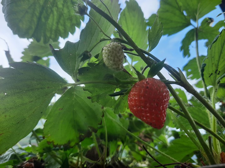 Strawberry