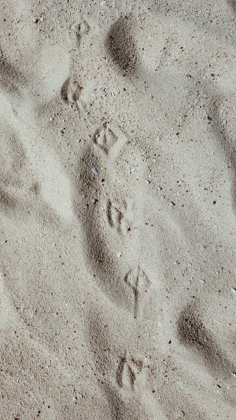Birds on The Beach