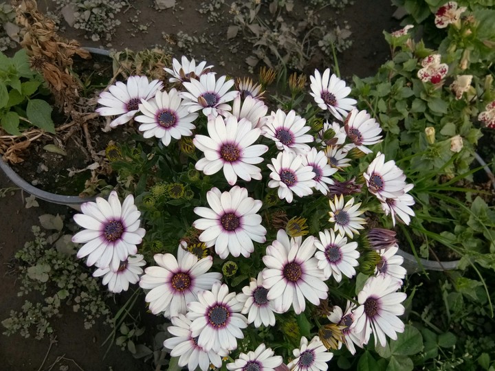 White Flower