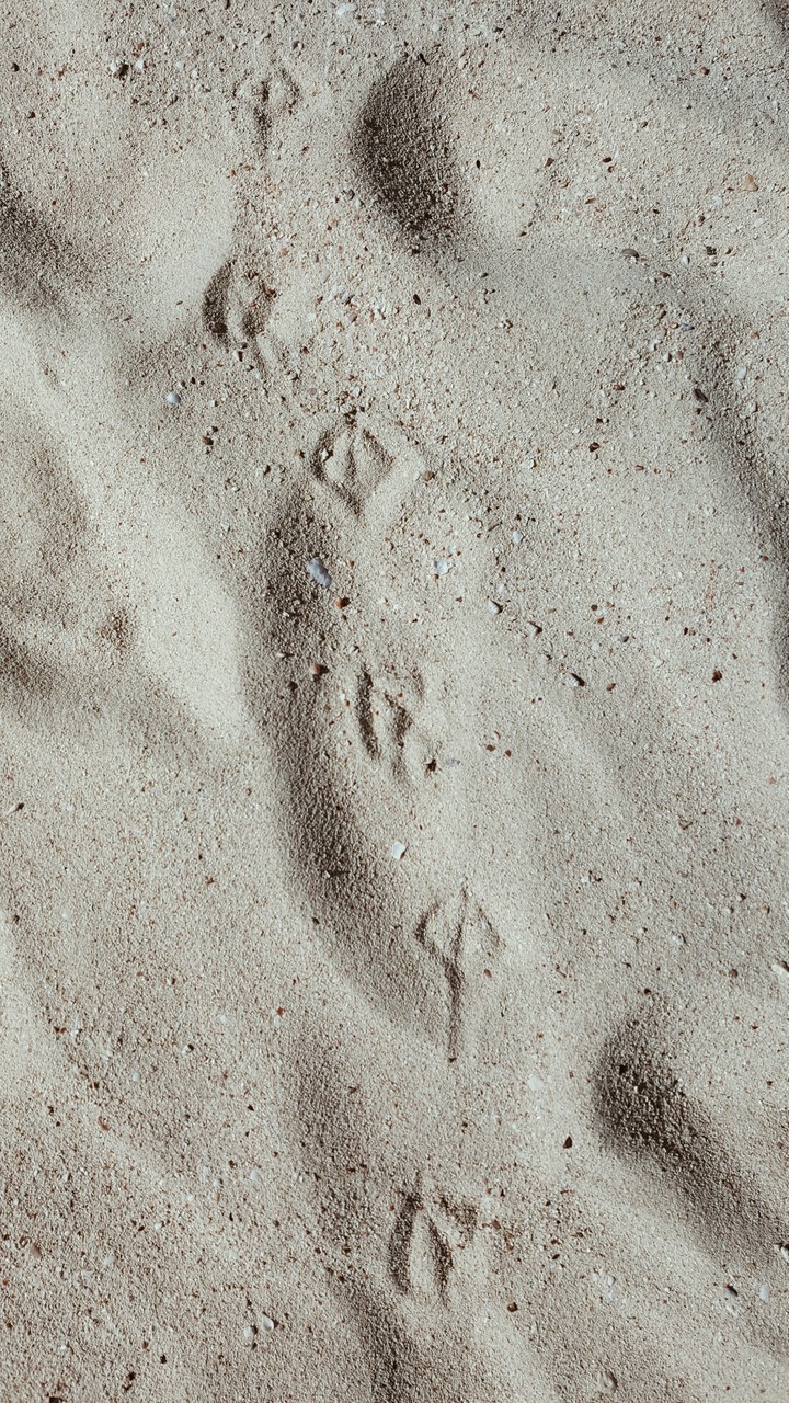 Birds on The Beach