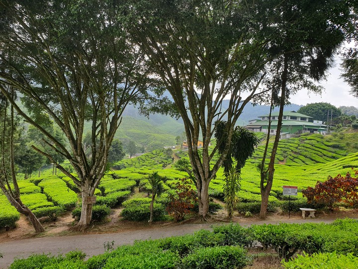 Cameron Highlands