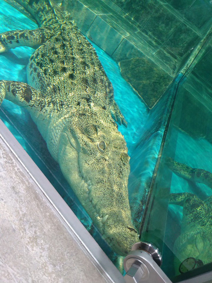 alligator