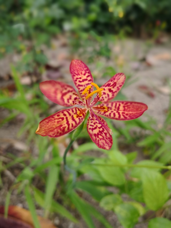 Star in the green