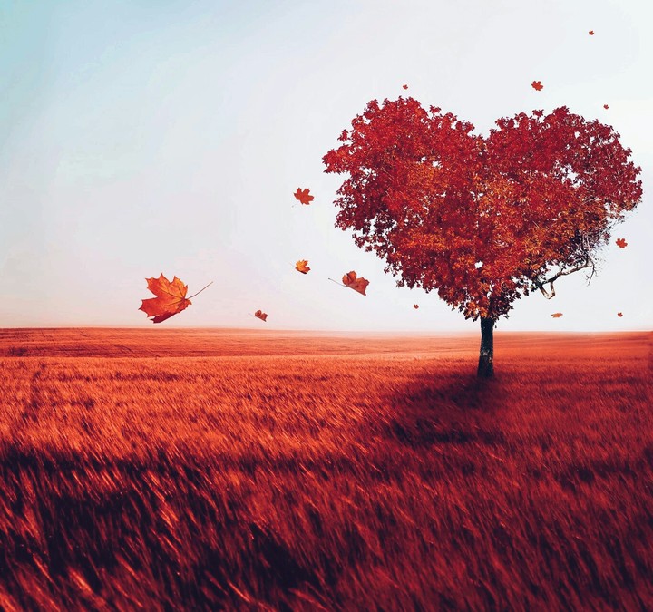 amor