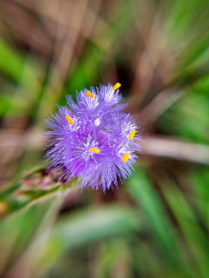 MicroShot