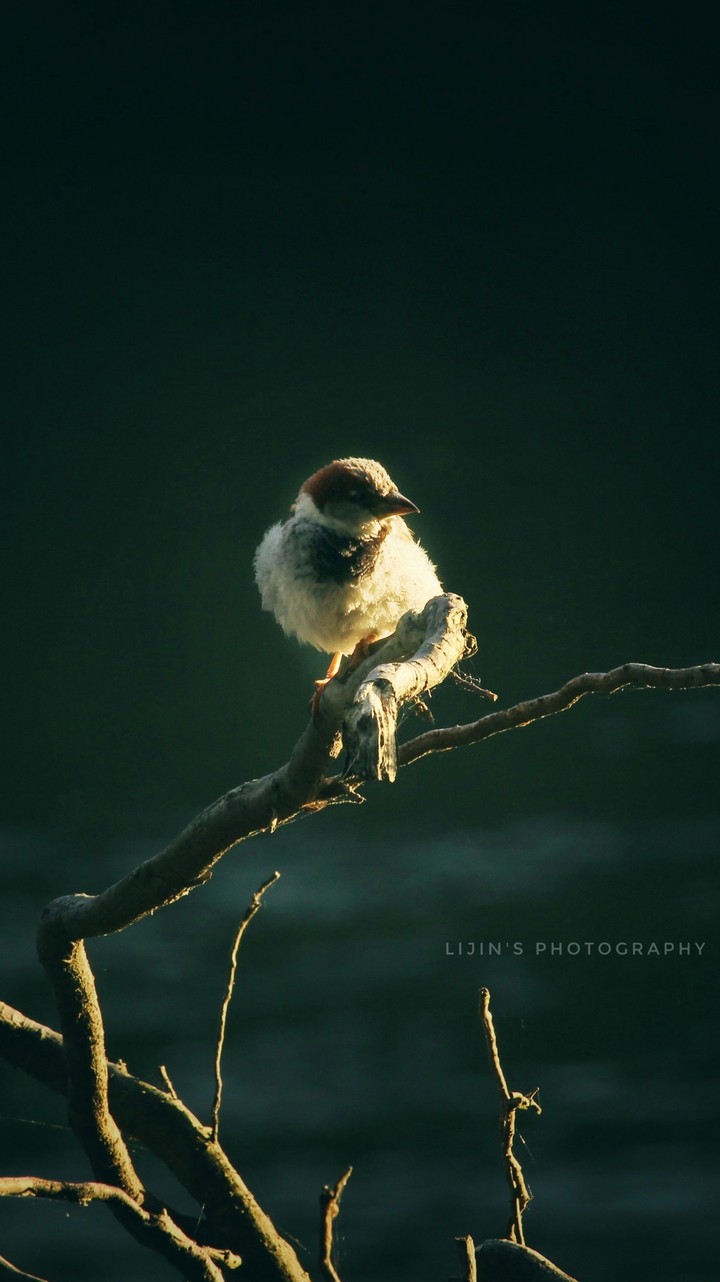 Hamilton bird