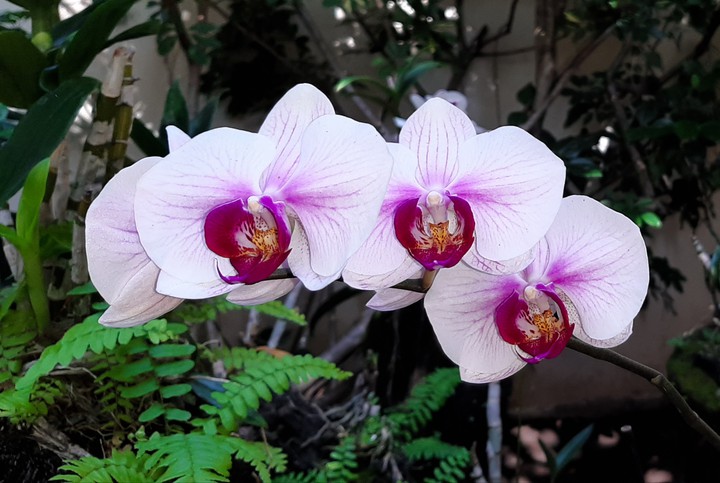 Orquideas