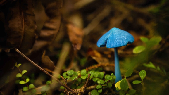 Entoloma hochstetteri mushroom