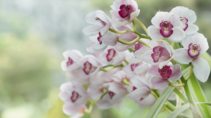 orchid