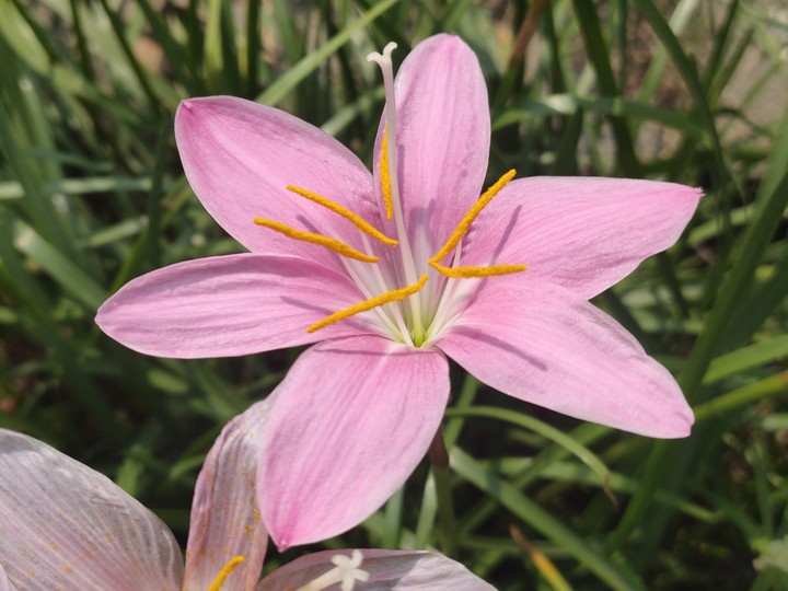 Pink Flower