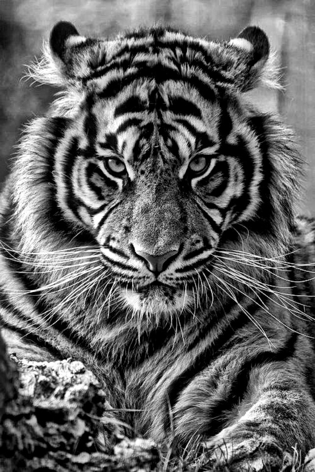 tiger