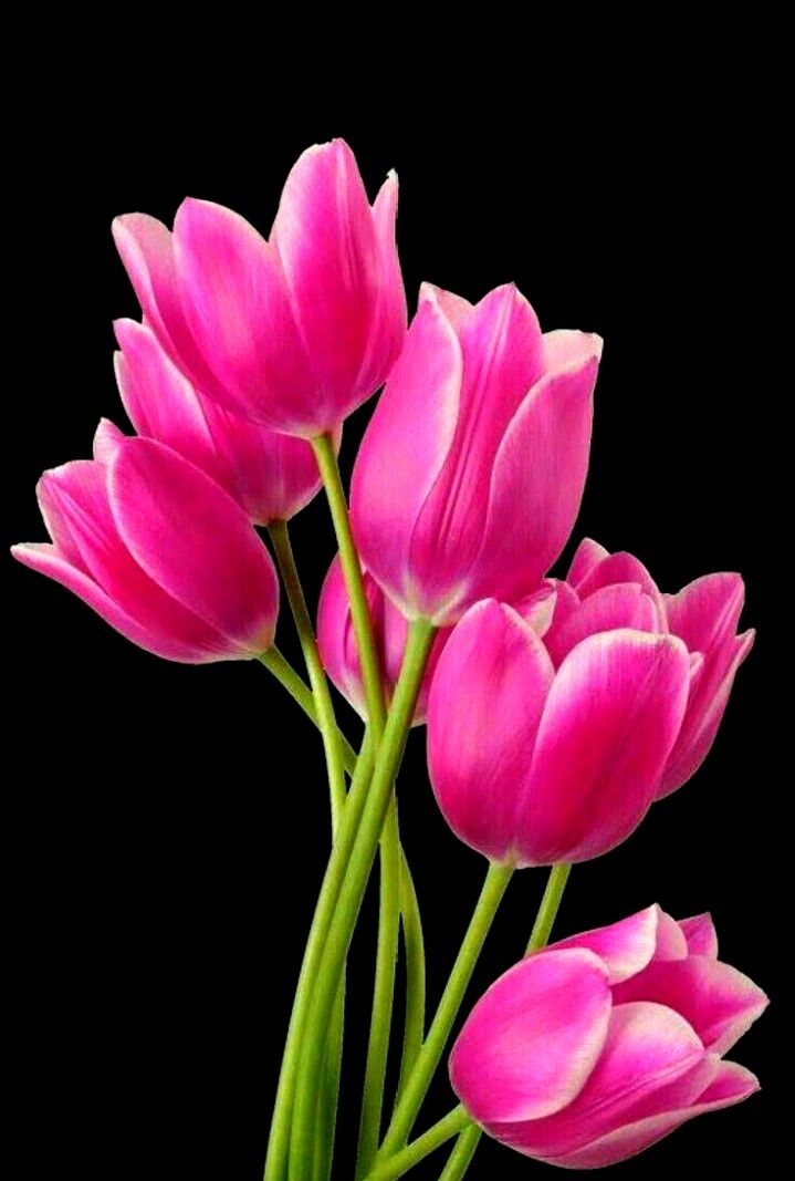 Pink tulips.