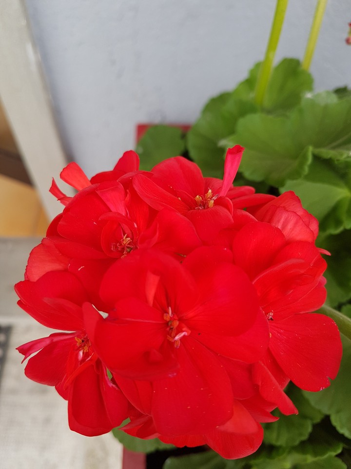 Fiori