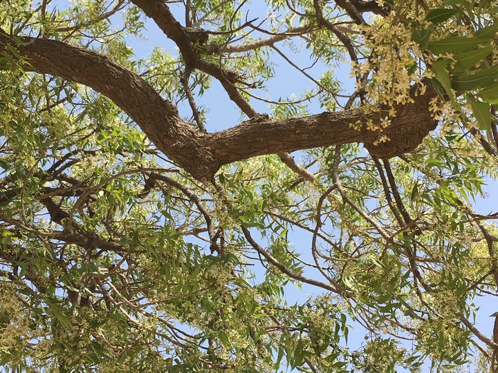 branches