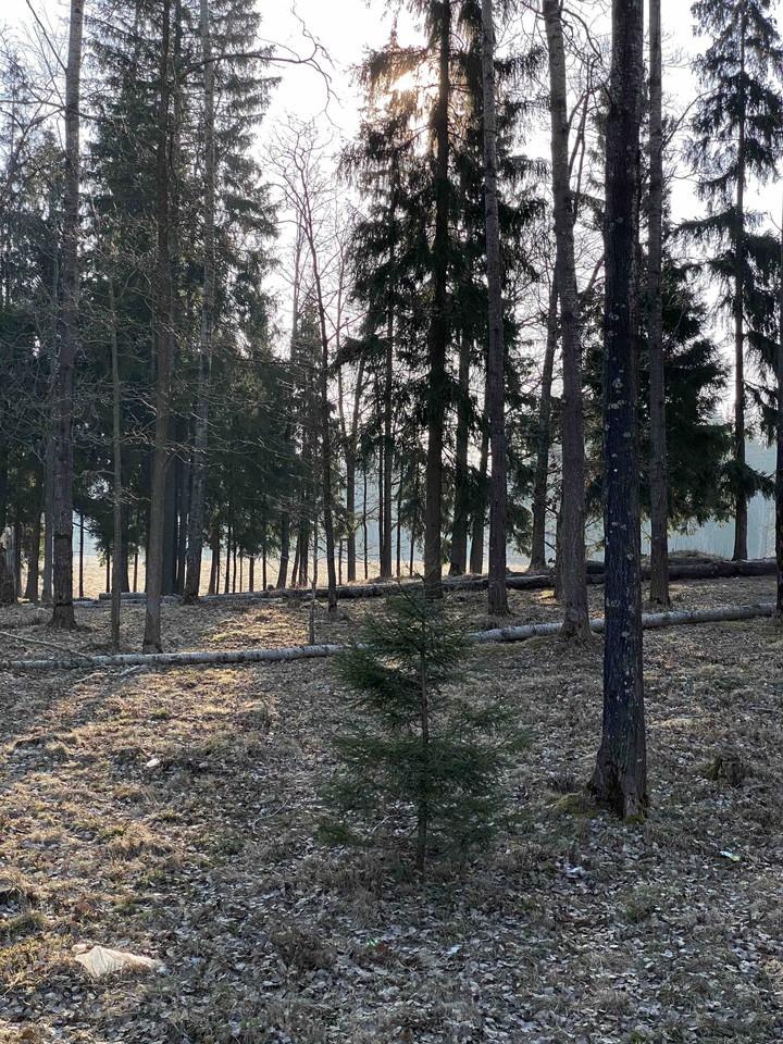 Лес
