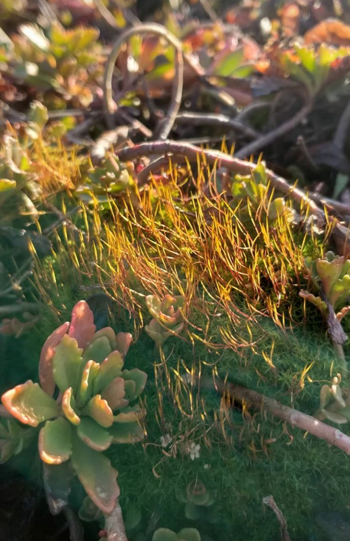 plants, vegetation Hintergrundbilder