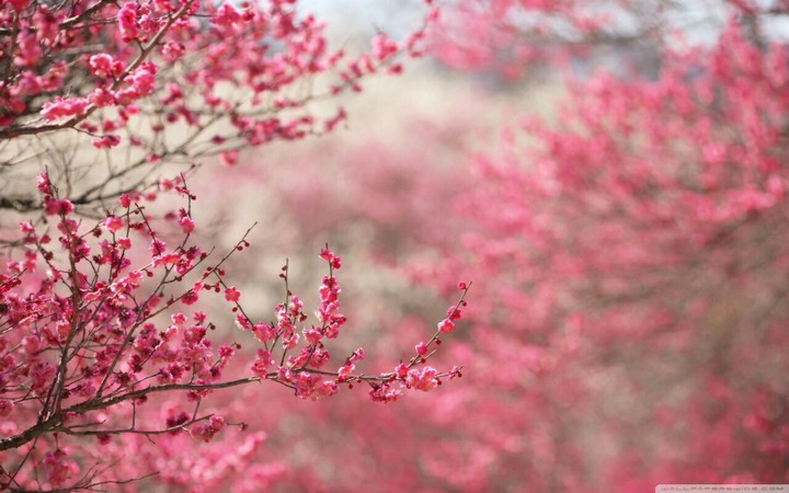 pink flowers