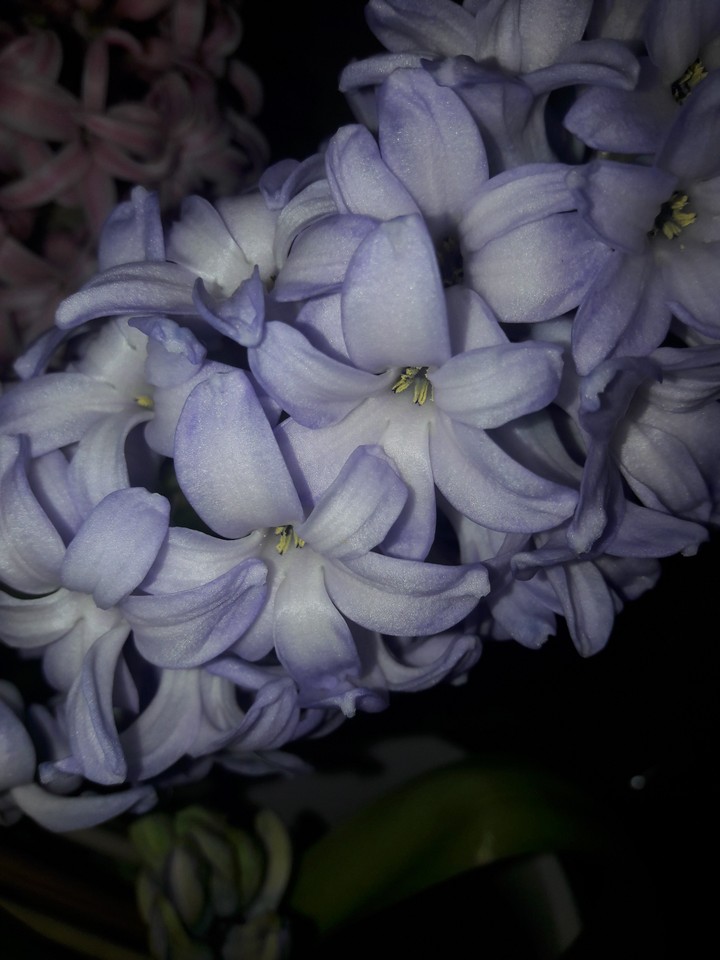 Hyacinthus