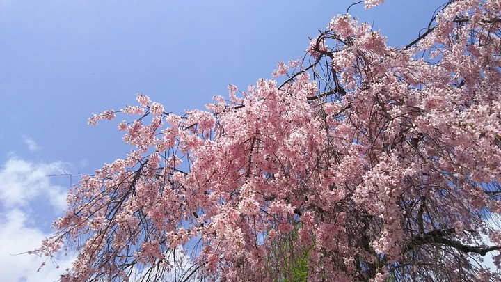 Sakura @ Miyajima