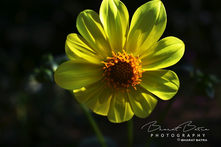 SUNFLOWER WIHTOUT SUN