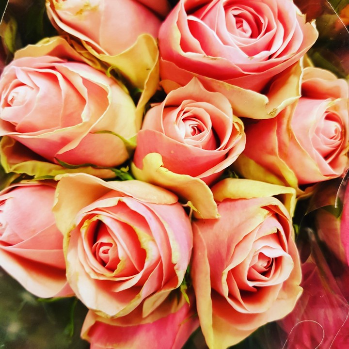 roses