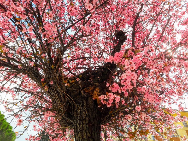 primavera