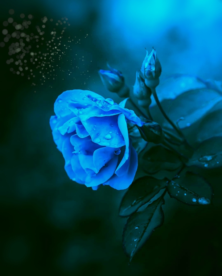 Blue Roses