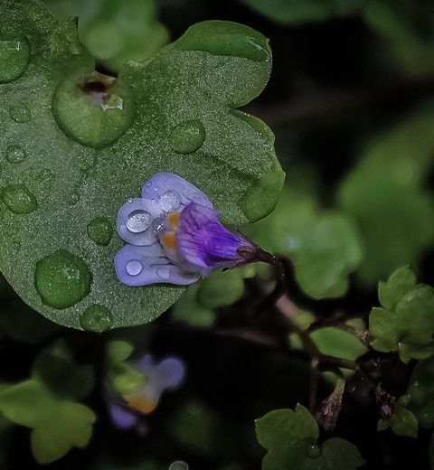 purple, violaceae duvar kağıtları