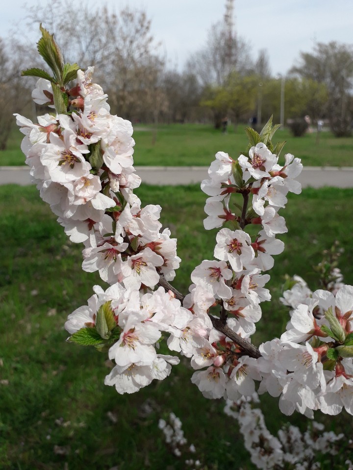 Once in spring...