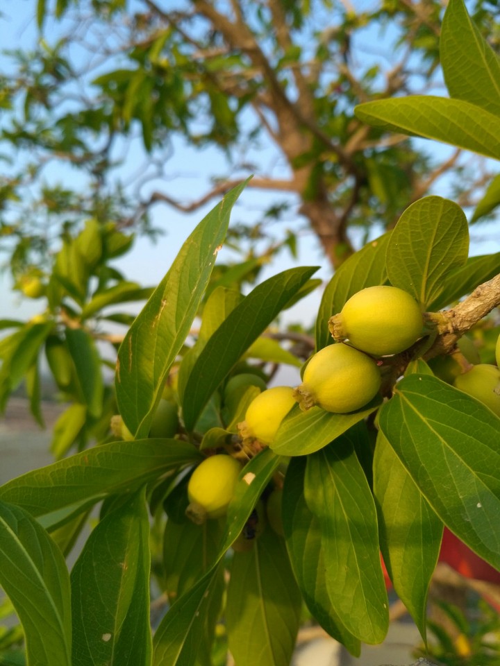 fruits