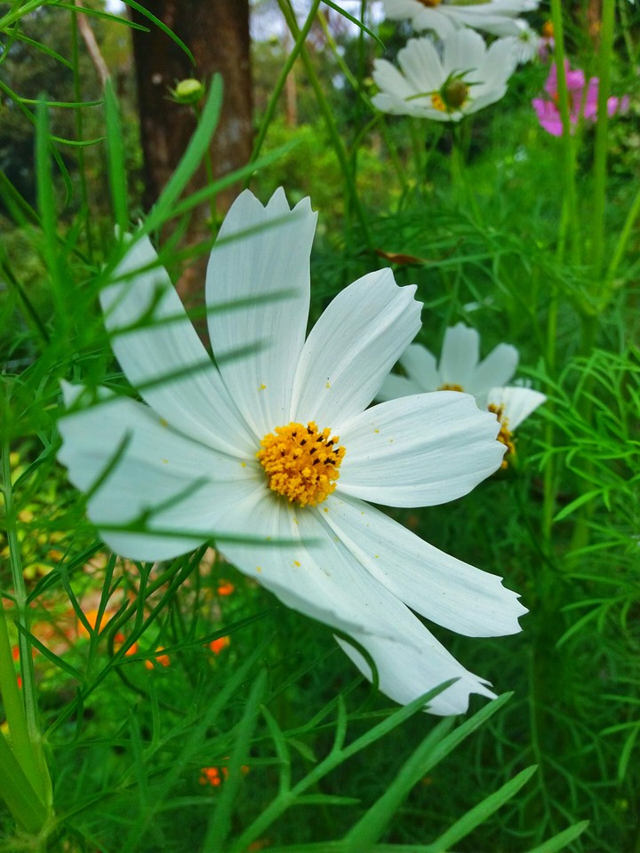 Flower