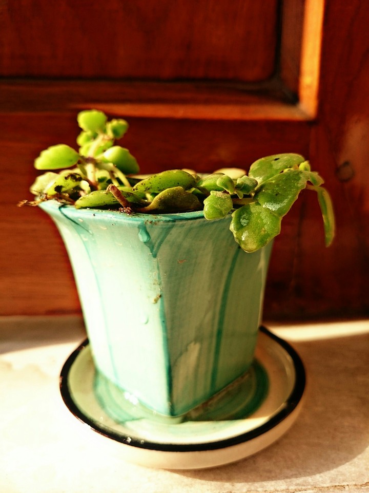 potted plant