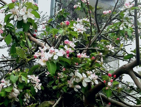 обои branch, flower