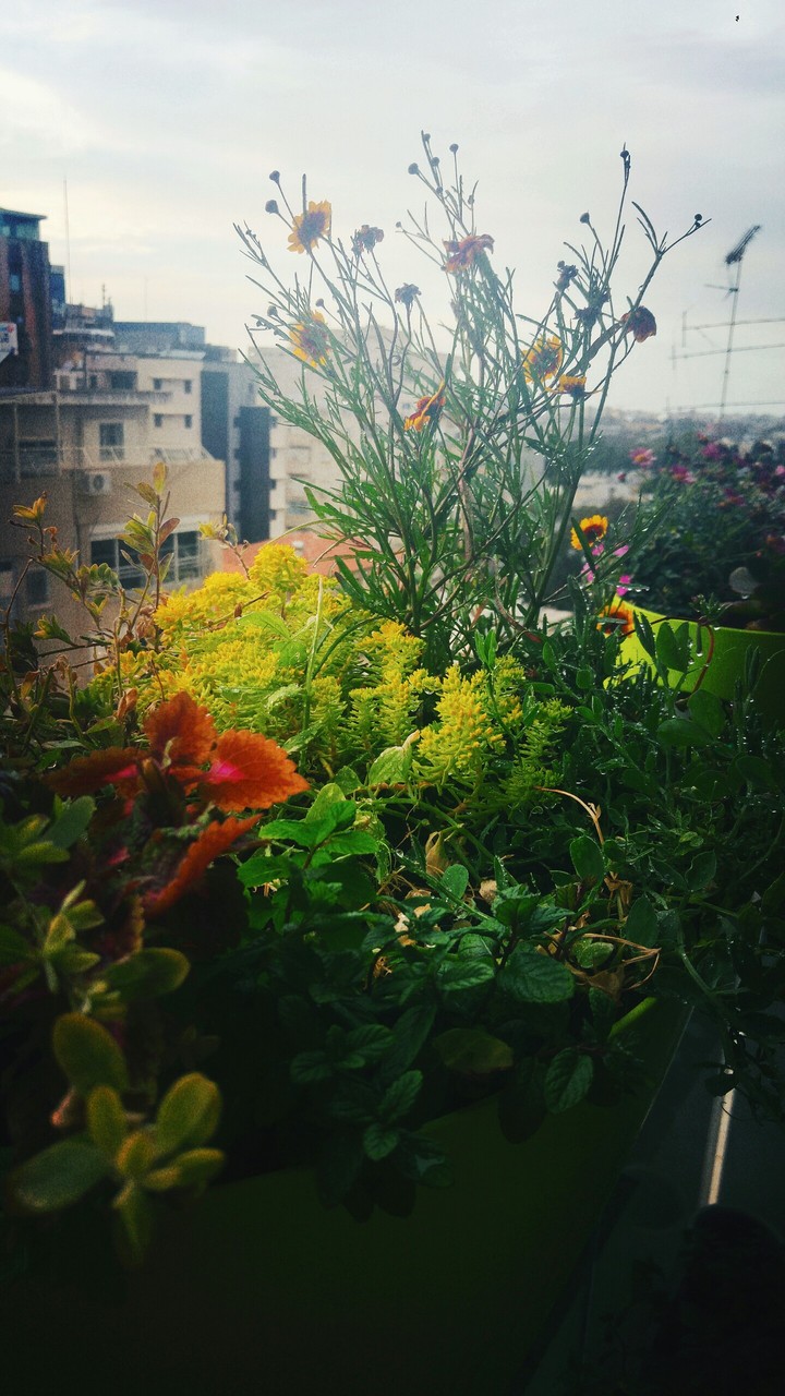 my garden