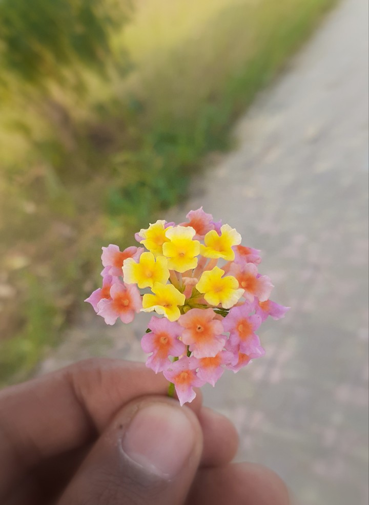 flower