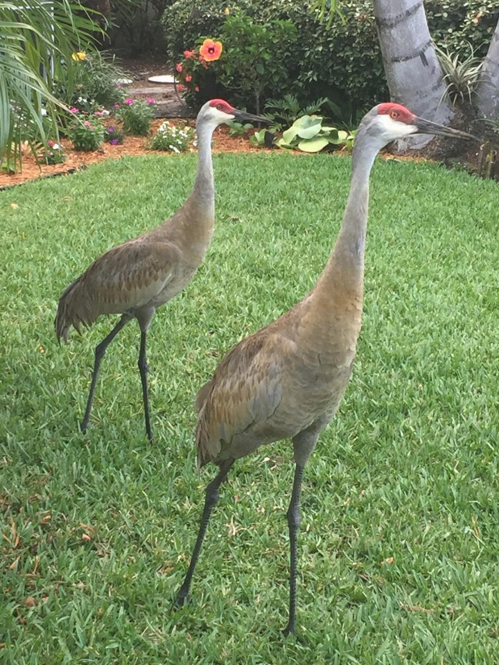 Sandhill Cranes come to visit.