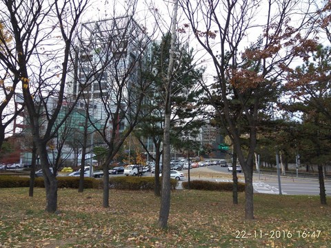 seoul korea trees