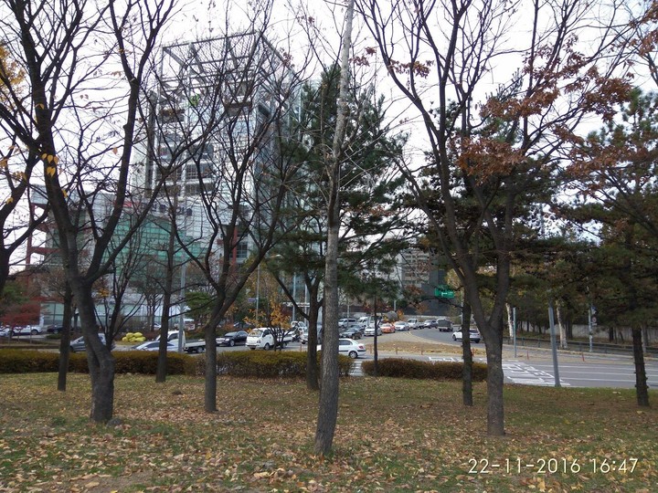 seoul korea trees