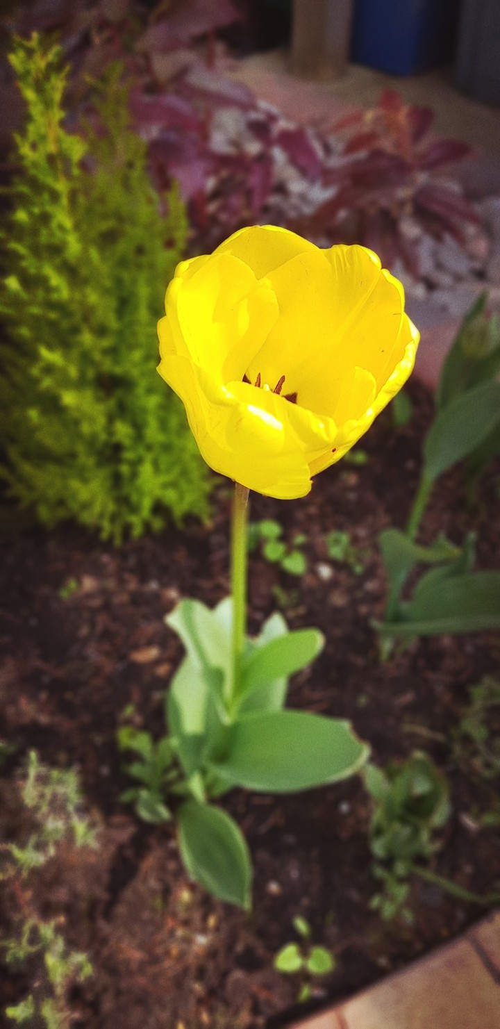 tulip