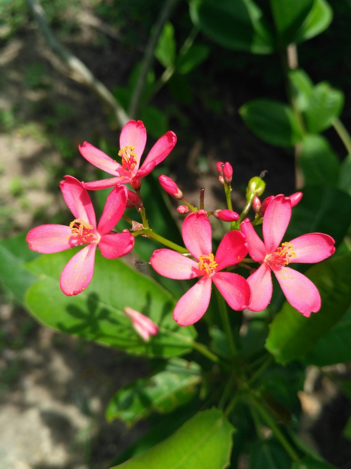 Red small flowers