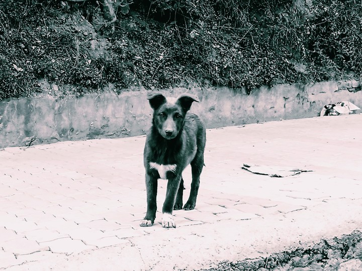 dog looking at you