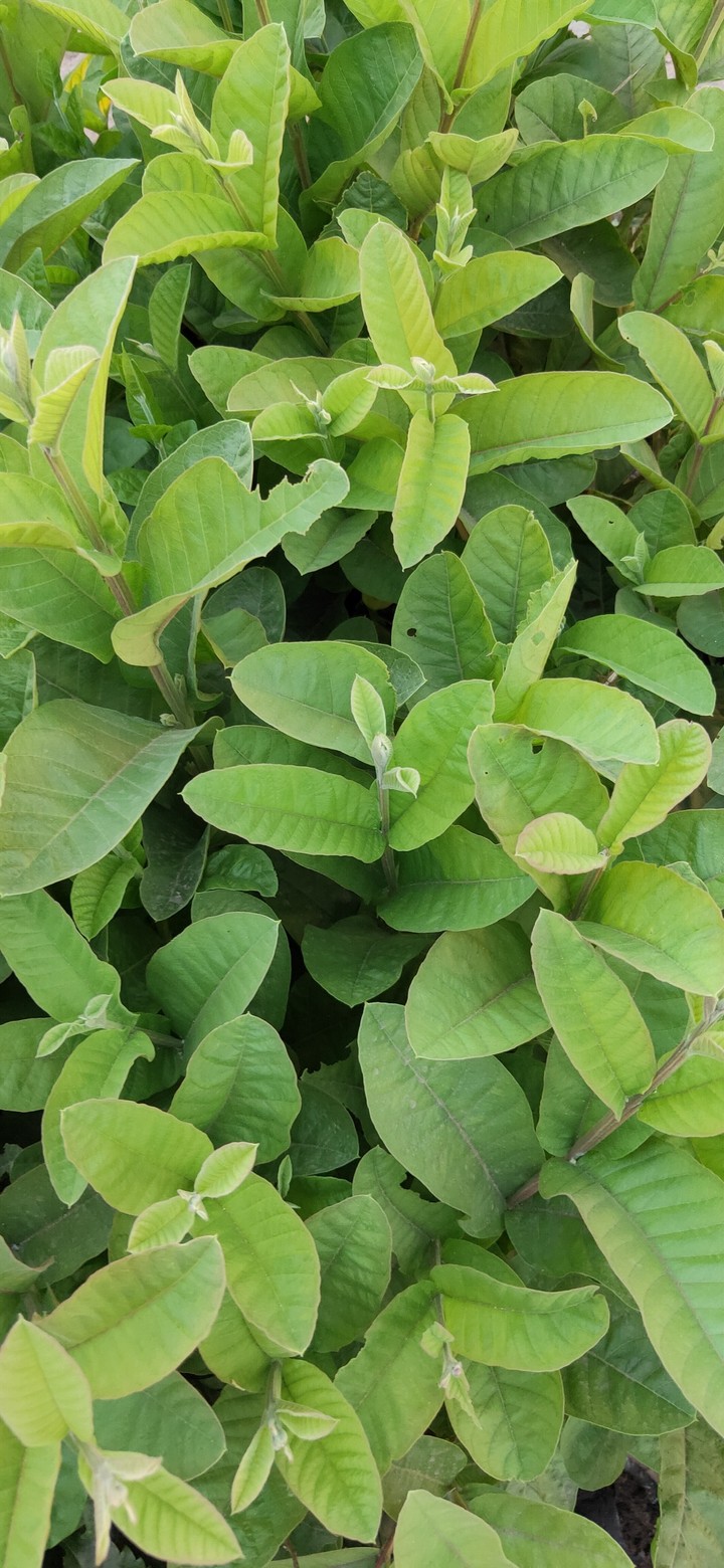 fresh leaves