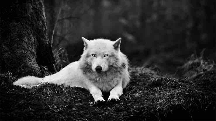 Silent Wolf