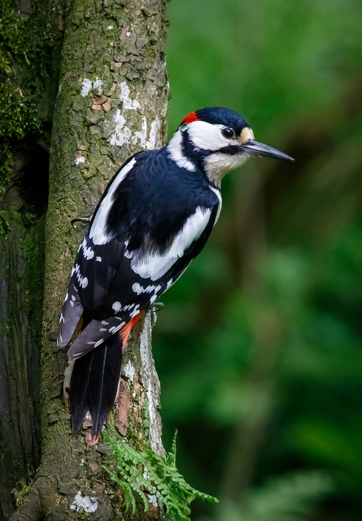 woodpecker ????