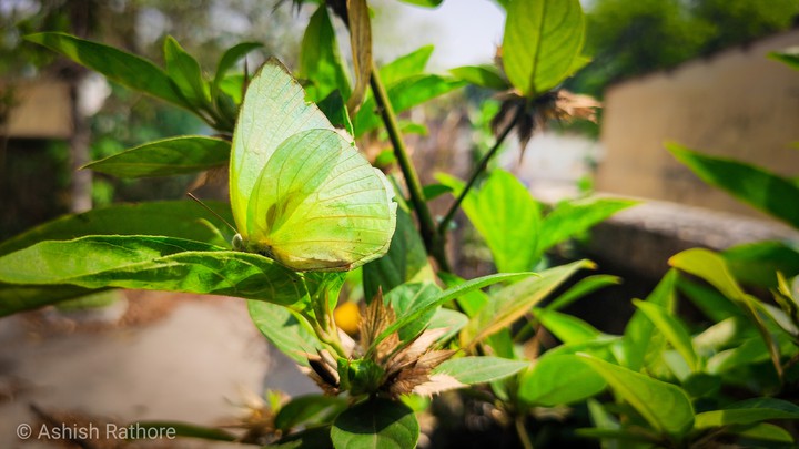 butterfly