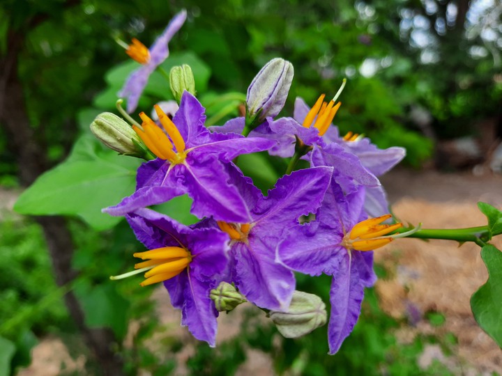 flower